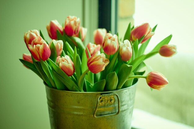 Bouquet tulip flowers in a metal bucket is