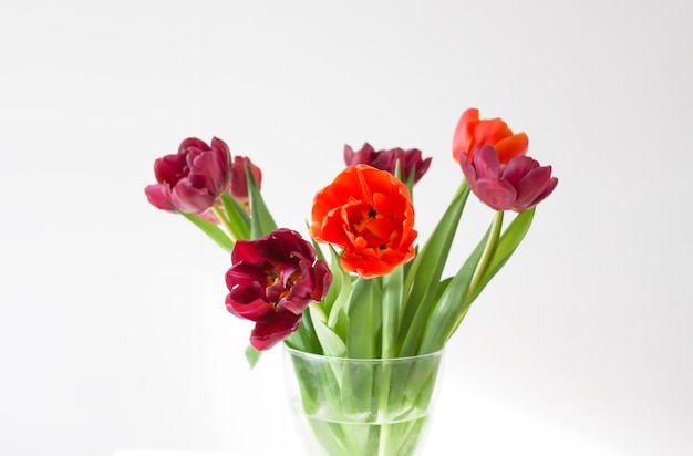 Bouquet of tulip flowers in transparent vase Beautiful spring plants in flowering season Minimalistic floral design