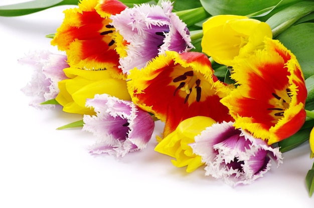 Bouquet of the tulips on white background