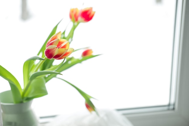 Bouquet of tulips on the windowsill closeup on a white background