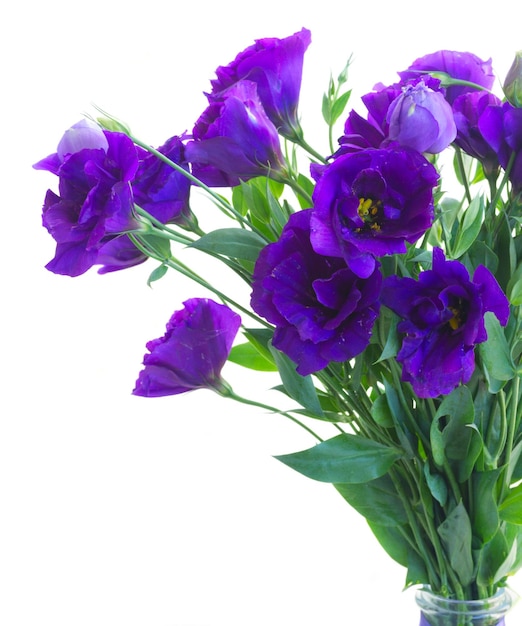 Bouquet of violet eustoma flowers