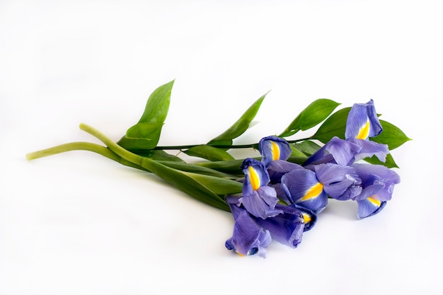 Bouquet of violet lily flowers on white