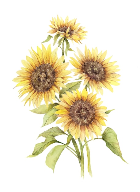 Bouquet of watercolor sunflowers isolated on white background