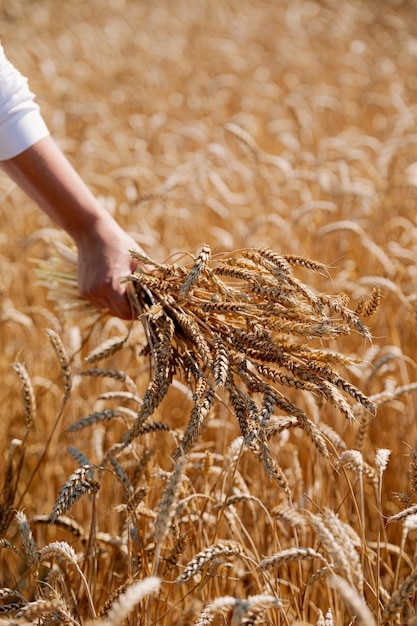 A bouquet of wheat spikelets in female hands, in white dress in a wheat field. Bride on a walk in a wheat field.