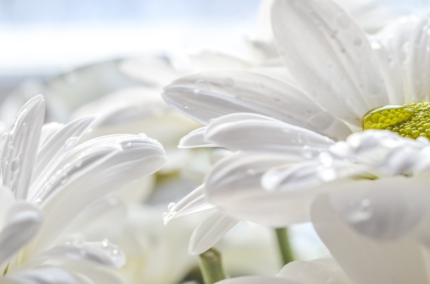 Bouquet of white chrysanthemums close-up. White petals of chrysanthemums. Gardening.