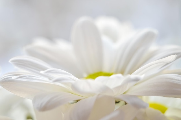 Bouquet of white chrysanthemums closeup White petals of chrysanthemums Gardening