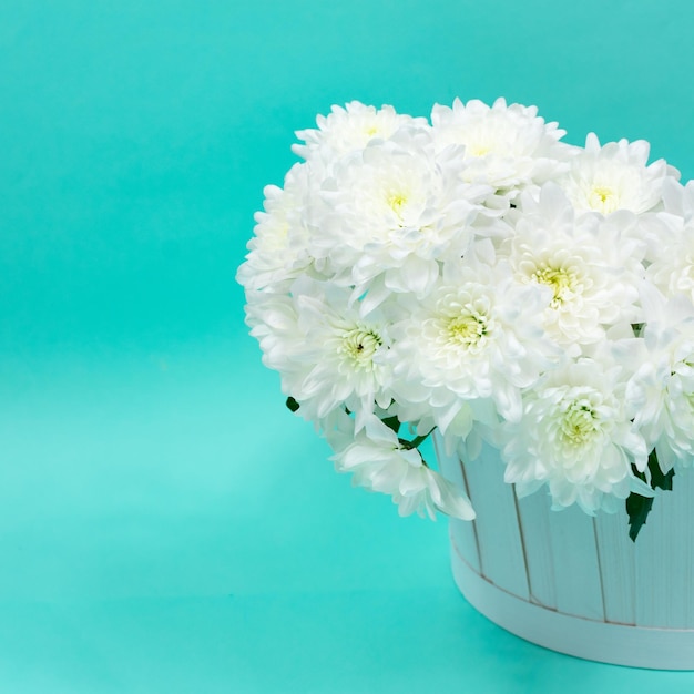 Bouquet of white chrysanthemums in a white basket on a blue background Greeting card for Mother's Day on March 8 Beautiful chrysanthemum flowers Place for an inscription