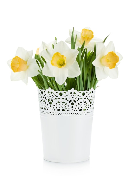 Bouquet of white daffodils in flowerpot