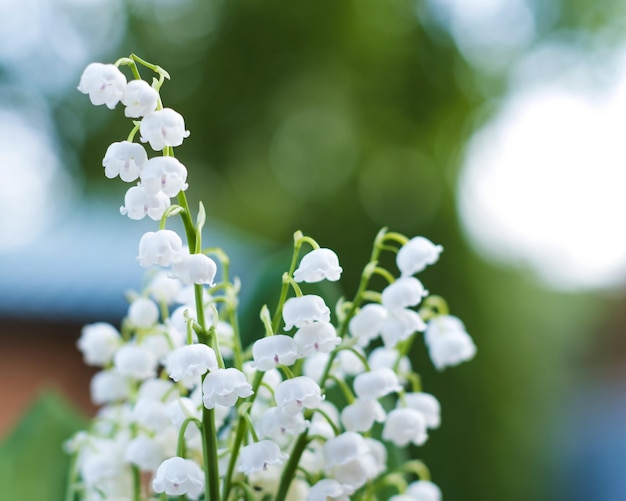 A bouquet of white lilies of the valley on a green background Copy space