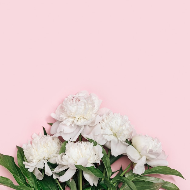 Bouquet of white peony flowers on pink background with copyspace Summer blossoming delicate peony