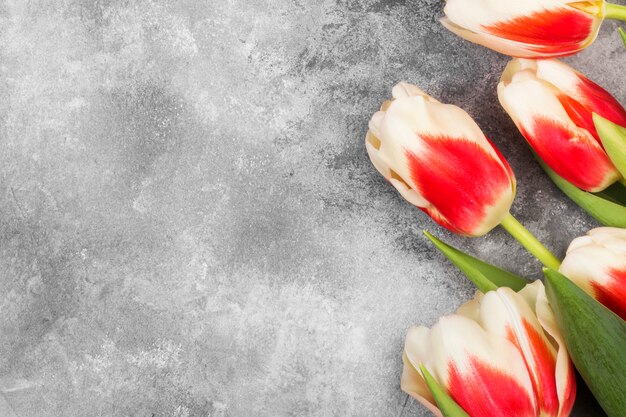 Photo bouquet of white pink tulips on a gray background. top view, copy space