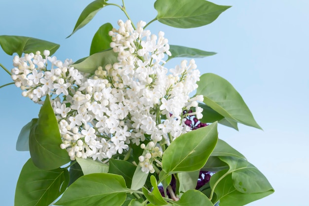 A bouquet of white spring fragrant lilac with green leaves on a blue background