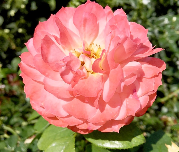 Bouquet wildflowers prickly rose blooming in garden