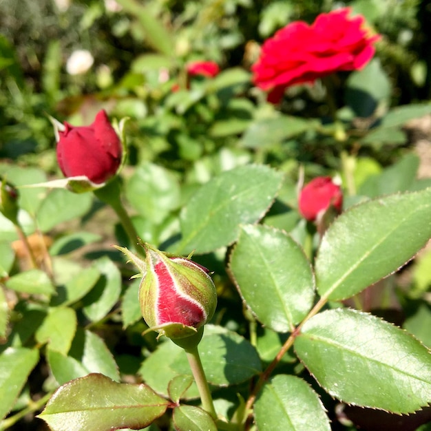 Bouquet wildflowers prickly rose blooming in garden