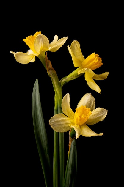 A bouquet of yellow daffodils on a black background