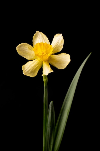 A bouquet of yellow daffodils on a black background