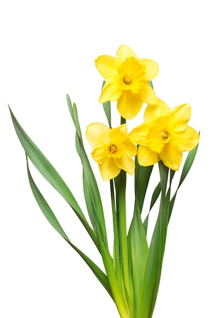 Bouquet of yellow daffodils flowers isolated on white background. Flat lay, top view