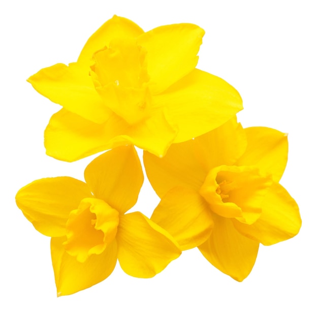 Bouquet of yellow daffodils flowers isolated on white background. Flat lay, top view