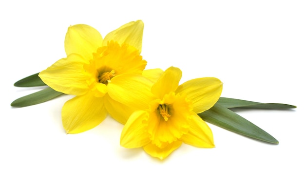 Bouquet of yellow daffodils flowers isolated on white background Flat lay top view