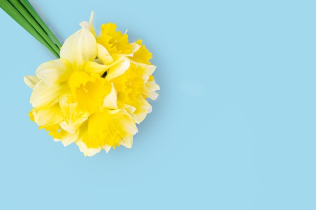 Bouquet of yellow daffodils narcissus on blue background with copy space