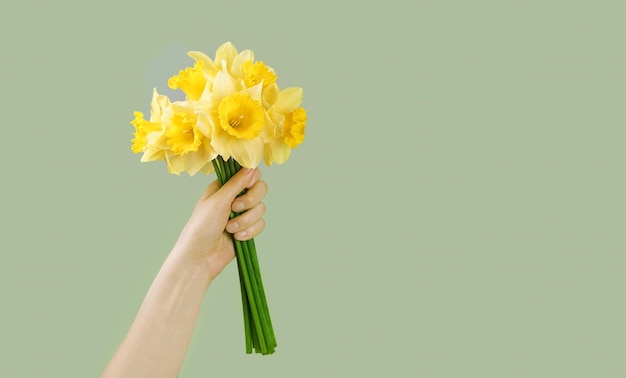 Bouquet of yellow daffodils narcissus in female hand on green background