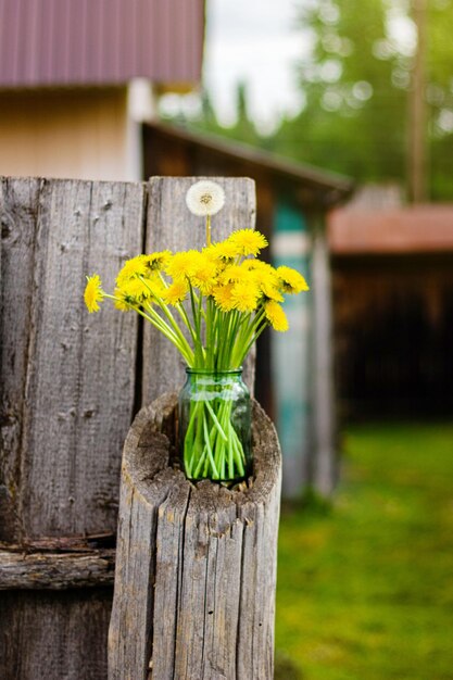 Bouquet of yellow dandelions in vase