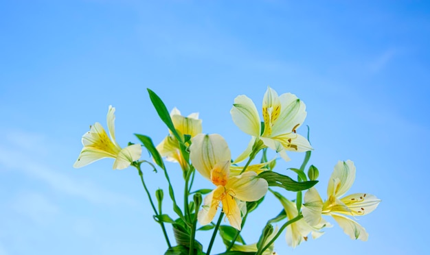 Bouquet of yellow flowers on a sky background with white clouds Selective focus copy space for your text