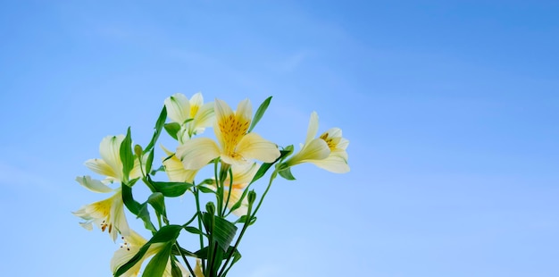 Bouquet of yellow flowers on a sky background with white clouds