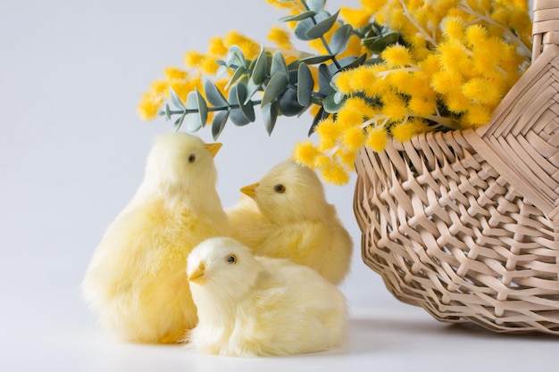 A bouquet of yellow mimosa and chickens on a white background International Women's Day concert on March 8 Spring Festival