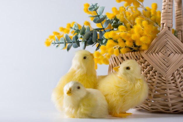 A bouquet of yellow mimosa and chickens on a white background International Women's Day concert on March 8 Spring Festival