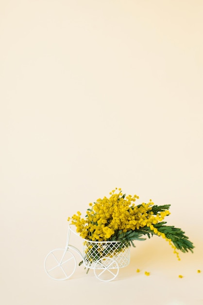 Bouquet of yellow mimosa flowers in a decorative bicycle vase on a beige background