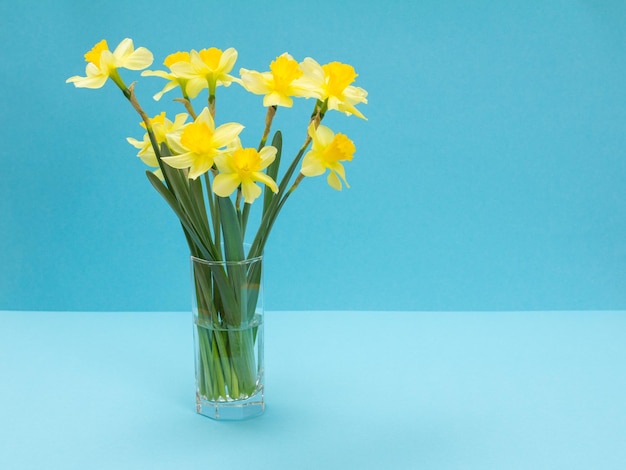 Bouquet of yellow narcissuses in glass vase on a blue background with copy space