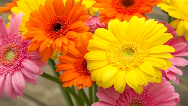 Bouquet of yellow orange pink gerberas in garden Colourful spring flowers Selective focus