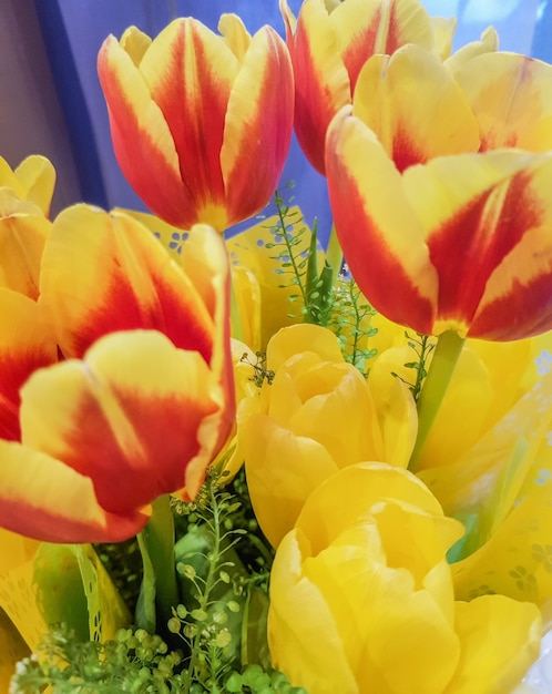 A bouquet of yellow-red fresh spring tulips, top view, vertical frame.