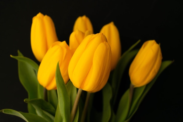 Bouquet of yellow tulippans on a black background