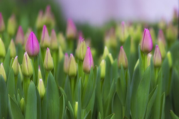 Bouquets of colorful wood tulips Tulips for Mothers Day Gift for international woman day