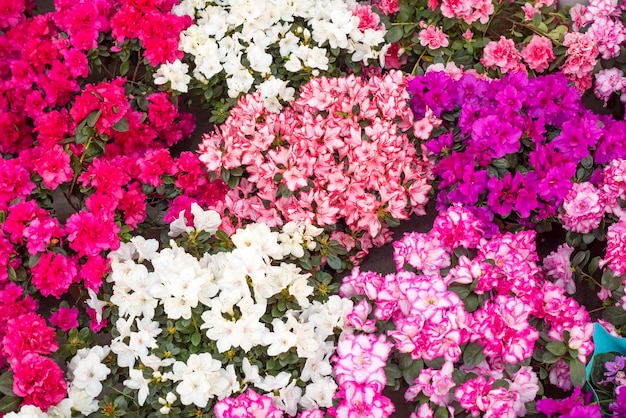 Bouquets of flowers at the Turkey / Izmir Flower market