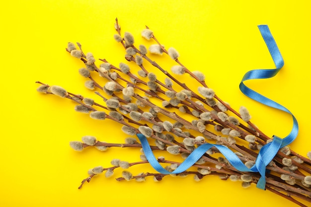 Bouquets of pussy willow branches with blue ribbon on yellow background