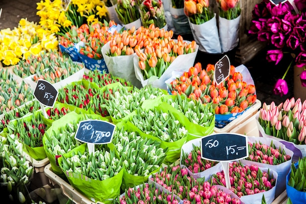 Bouquets of tulips on flower market in Amsterdam city, Netherlands