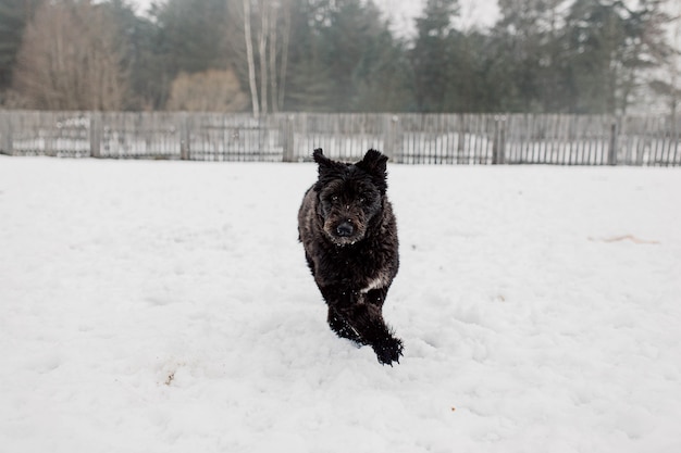 bouvier des flandres shepherd dog plays  in winter outdoors in the snow