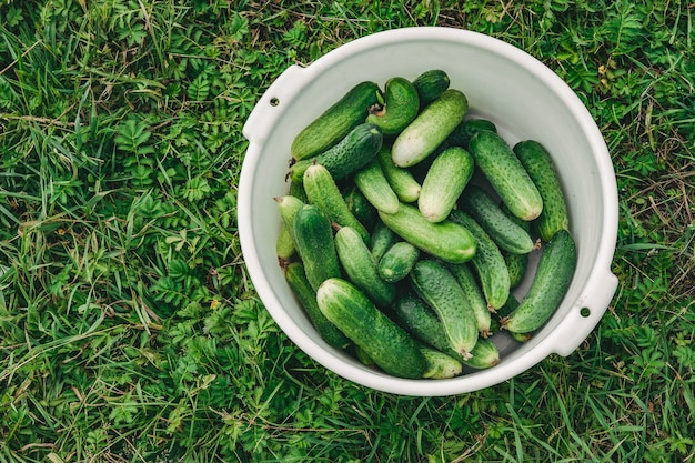 Bowl of cucumbers on the grass. Good harvest of cucumbers