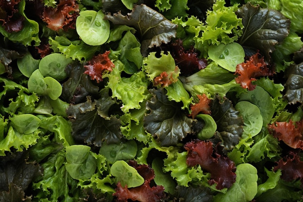 Bowl of Mixed Greens Salad Background