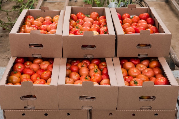 Box of Fresh ripe red tomatoes. Organic vegetables, small local farm, farming concept. Fresh crops