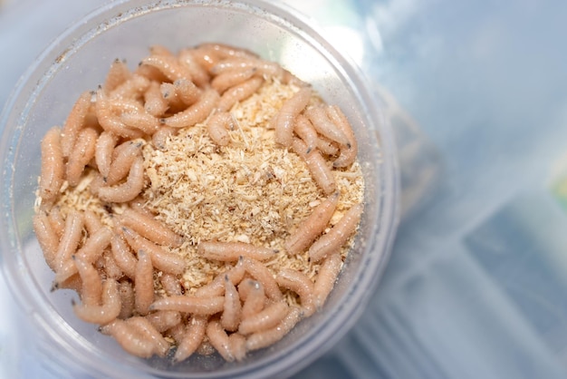 Box with maggots for fishing Fly larvae bait for fishermen