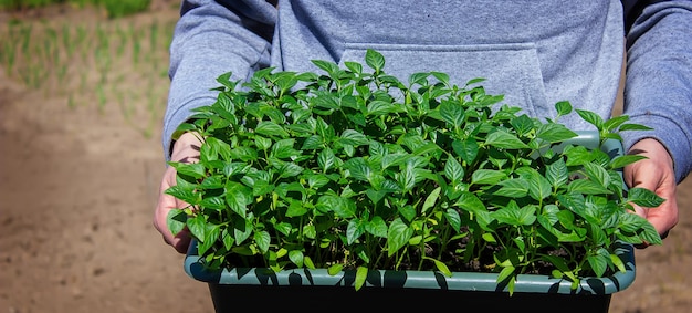 A box with seedlings of pepper in the hands of a man Pepper seedlings