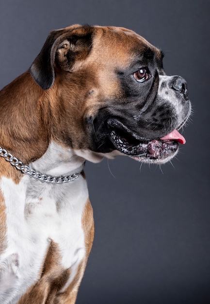 Boxer dog  looking at camera 