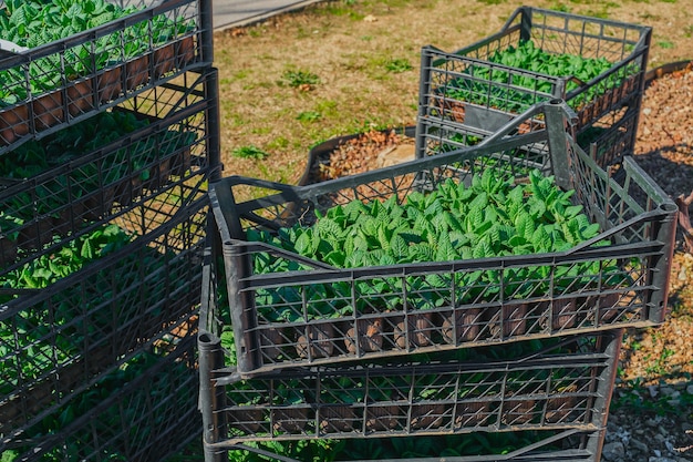 Boxes with flowers on the ground preparing plants for planting planting spring primrose flowers in the park hello spring gardening or seasonal work