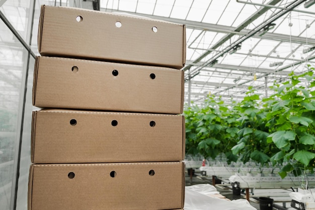 Boxes with fresh ripe cucumber. Organic food and vegetables. Healthy eating. Hydroponics