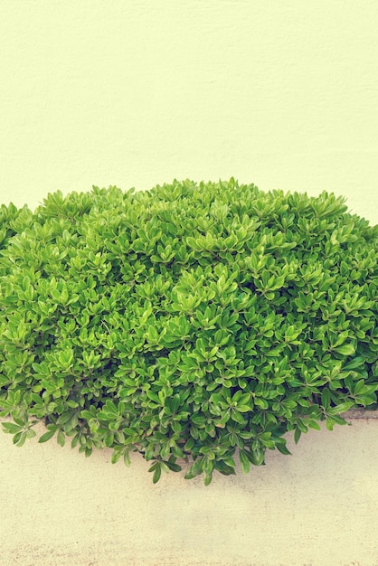 Boxwood on a background of white stone wall