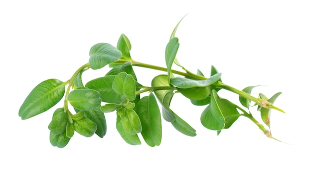 Boxwood branch isolated on white background Green boxwood sprig Buxus with clipping path